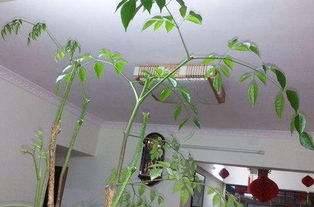 求助,我家的绿宝树养了3年了,最近这半年不知怎么了 同一盆里有3棵,其中两棵都是这副样子 求解