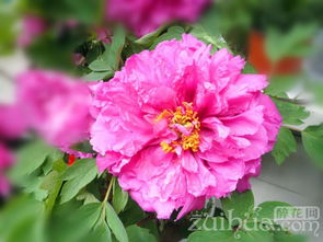 牡丹花的开花时间和花期是什么