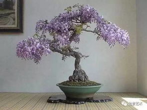 紫藤盆景培育方法