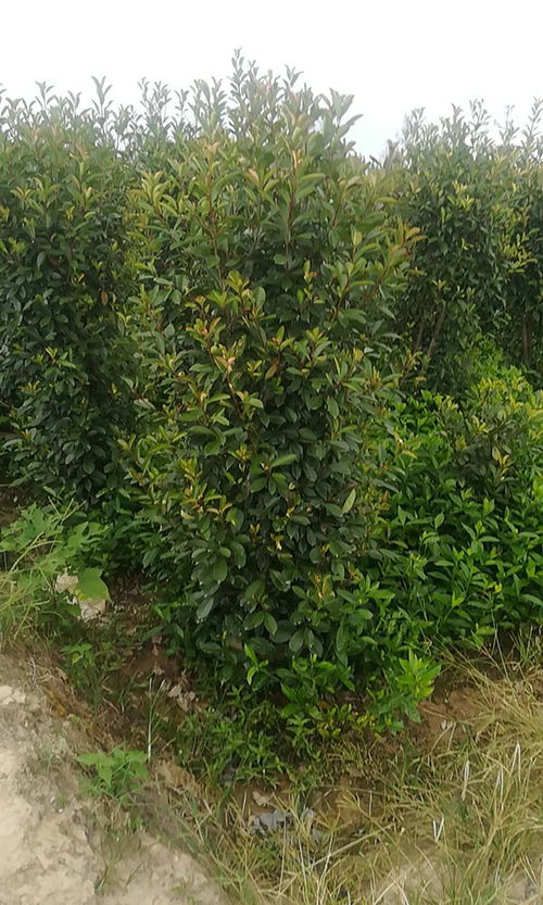 红叶石楠 旭伟花木值得推荐 红叶石楠小苗