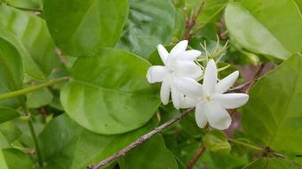 家庭养护茉莉花春天该不该换盆,怎样修剪让茉莉花枝繁叶茂