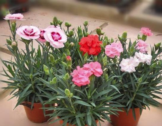 建议养几盆花卉,易养好活特好看,超漂亮,邻居见了都夸赞 花朵