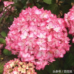 这才是养绣球花的最高境界,看完后悔今年没买绣球花