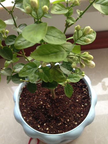 茉莉,买回来后就换盆换土了,但是发现之后有的枝条叶片就开始干枯,花苞也随着枯了,该怎么办啊 还能活