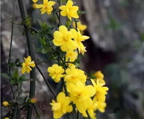 春潮花海醉太行,关山万亩连翘迎春等您来,孤芳不自赏