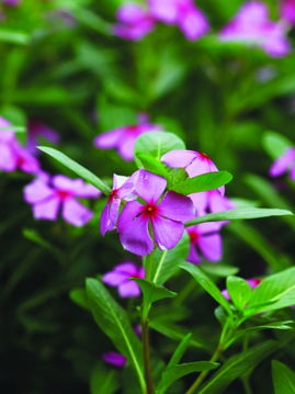 长春花 从春到秋 花开不断
