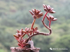 无声的诗 多肉植物控型小老桩赏