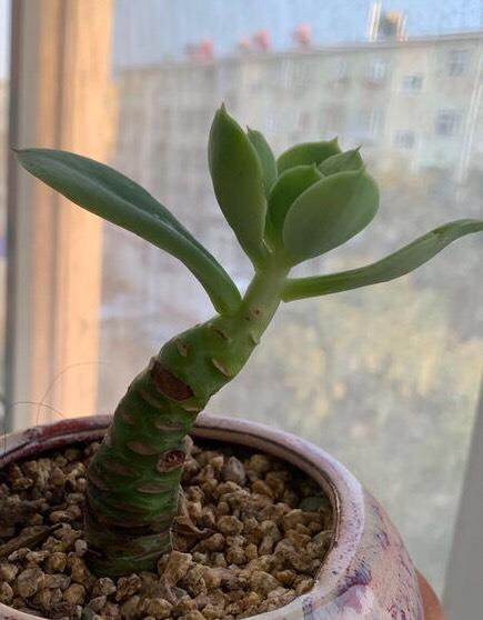 多肉碧桃,老桩姿态最丰富的品种,形状真拉风,养得好有技巧