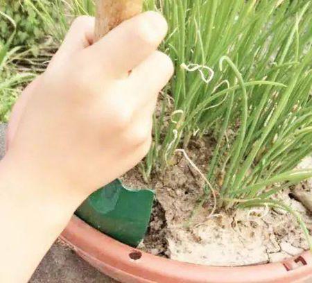 花盆土壤板结怎么办