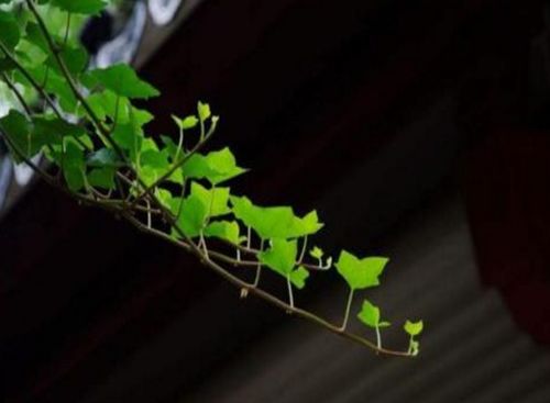 用雨水浇花有什么好处