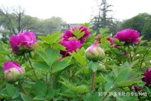 牡丹如何养护,才能轻松度过冬天