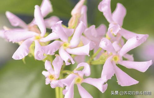 风车茉莉花量少,做好 三动作 ,遇水疯长,次月直接开爆盆