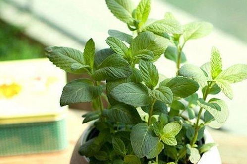 卧室里养这二种植物,不仅杀菌还有助睡眠,尤其针对失眠患者 生活