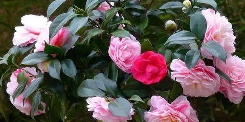 茶花养了5年,花不见一朵,纠正4点,花呼呼开满枝头 花友