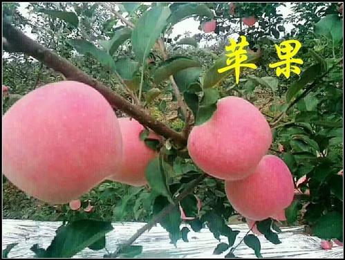 苹果树第一次怎么剪枝