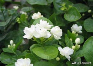 养茉莉花,盆里放一个 鸡蛋 ,嫩芽蹭蹭长,叶绿花多开爆盆