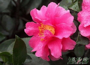 茶梅花能开多长时间