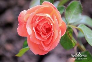 玫瑰花的种植方法