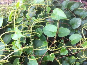 农村有很多这种植物,它叫藤三七,对消肿化淤骨折等有治疗作用