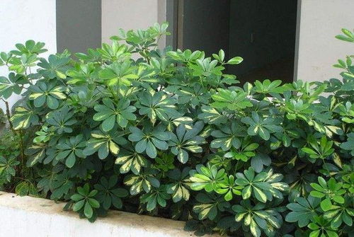 冬天最容易冻死的5种花,教你几招,叶子不黄根不烂,绿的发光 搜狐其它 搜狐网