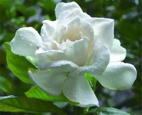 茉莉光长叶不开花,让茉莉开花小妙招,这个您要懂