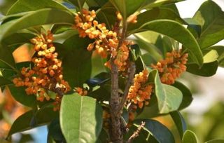 金桂花如何养殖