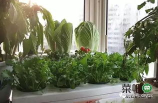 城市高层楼房装修阳台如何种菜 在阳台种菜方法案例