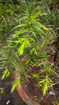 想知道这个是什么草,闻起来很香,长得像迷迭香,但是叶子比较扁平