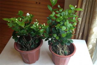 茉莉养了很久都不开花 老花匠教你个绝招,茉莉花白又香花期还长