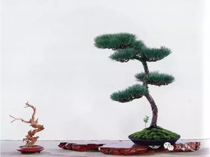 苍翠的黑松是如何变成盆景的