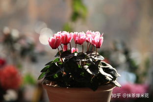 有什么适合室内养且常开的花
