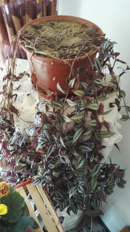 有人知道这花怎么回事吗 枯成这样,还有救吗