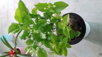 茉莉花买回来几天叶子有点开始发黄,花还没开就落下了,怎么办