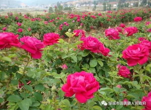 田黄春色惹人醉 庄园骑行赏玫瑰