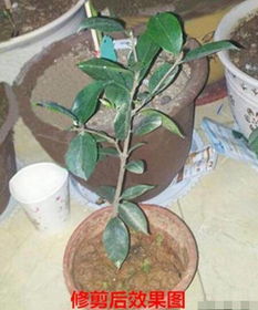 浅谈茶花苗移栽注意事项 最佳移栽时间