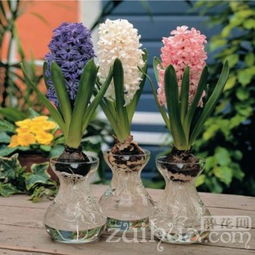 在风信子花凋谢后如何把种球保存起来