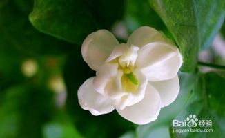 茉莉花的养殖方法和注意事项