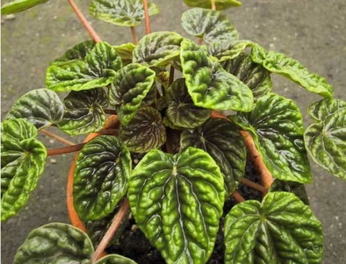 皱叶椒草的养殖方法 冬季注意控制水量