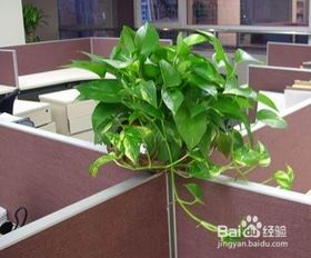 绿萝桩的养殖方法与注意事项详细