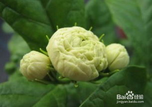 虎头茉莉花怎样剪枝