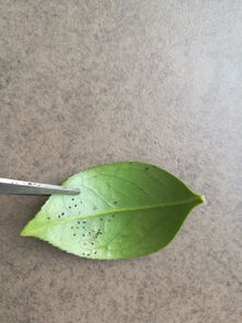 发现家里种在阳台上的茶花的叶子背面上长满了白点 有些是黑点 ,应该是虫子吗 请问那是什么虫 如何防治呢