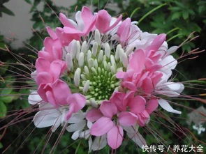 这12种花撒土里就活,自己发芽开花,一年长成一大片