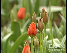 郁金香鲜切花促成栽培技术 切花用玫瑰大棚种植技术 9月28日19 00