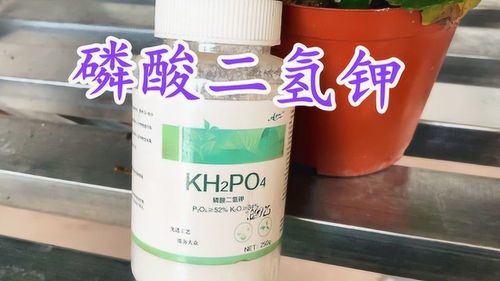促花的磷酸二氢钾,正确使用在这4点上,花苞多到爆