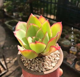 从叶插到老桩,多肉需要的是时间