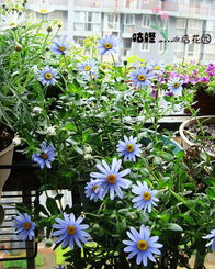 9.9元包邮小雏菊种子盆栽花卉 小雏菊好漂亮约66粒 各色雏菊齐全