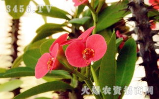 虎刺梅应该怎么修剪 虎刺梅的修剪方法