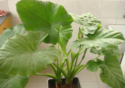 净化空气绿植排行