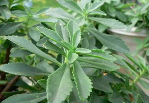 这是什么植物