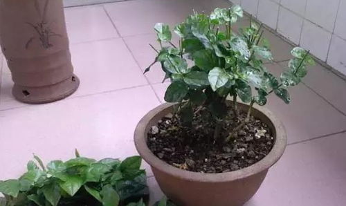 养茉莉花,一个养殖方法,花蕾蹭蹭冒,花开温馨又浪漫 枝叶